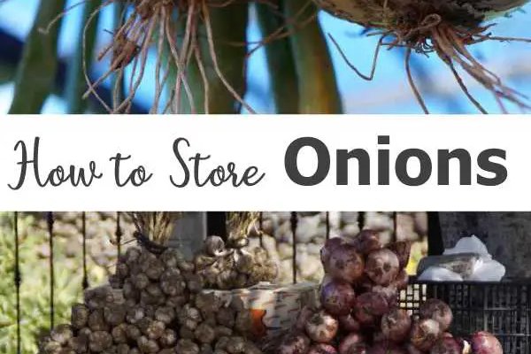 Kraken onion link