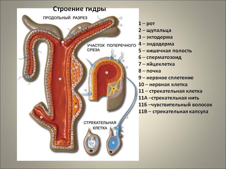 Как найти сайт кракен